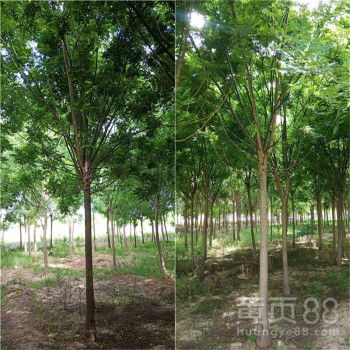 【綠化苗木國槐10公分國槐國槐報(bào)價原生冠】-