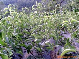 供應(yīng)果樹(shù)苗黃金梨苗 其它圖片及價(jià)格 蒼溪縣常生苗木藥材開(kāi)發(fā)有限責(zé)任公司
